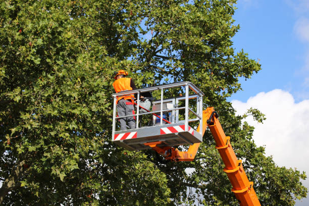 How Our Tree Care Process Works  in Pion Hills, CA